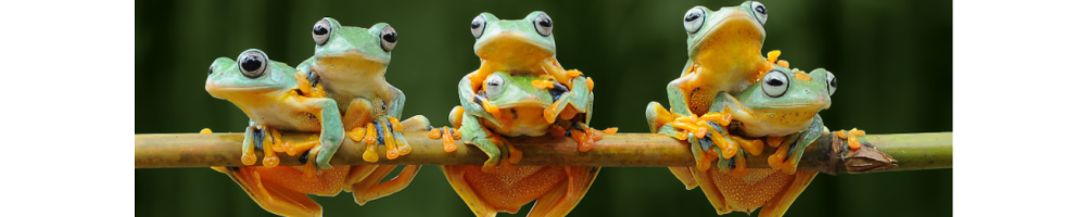 Tout pour votre Grenouille aquatique : accessoires et soins