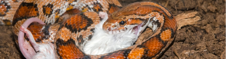 Un pntherophis guttarus ingurgite une souris