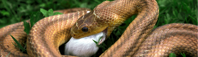 Une élaphe ingurgite une souris